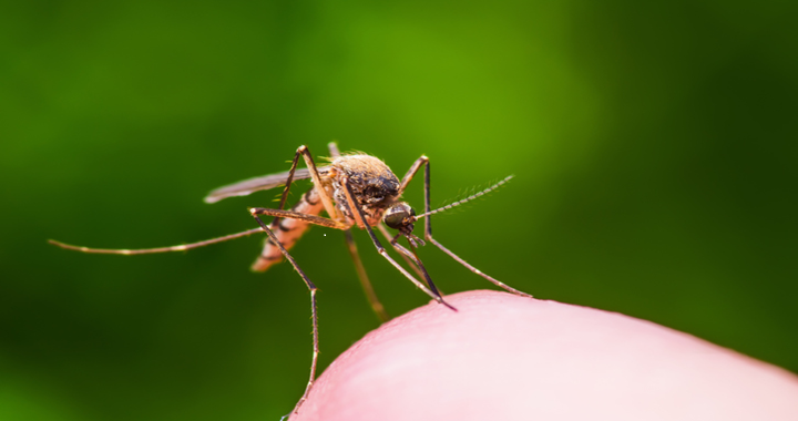 Samoa’s dengue fever outbreak prompts caution